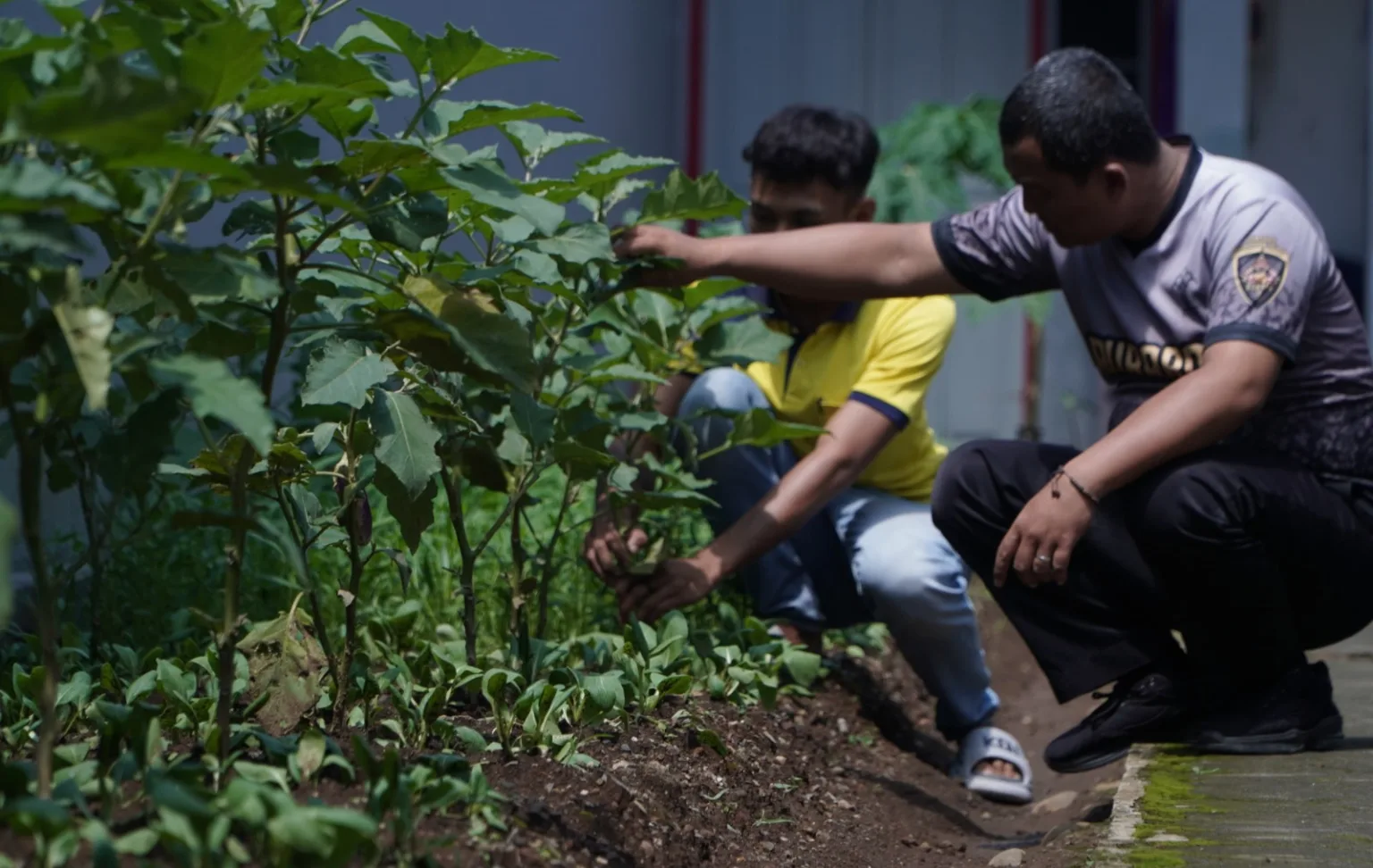 IMG 20250513 WA0004 Warga Binaan Rutan Banjarnegara Dilatih Pertanian Lahan Kering