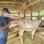 IMG 20250517 WA0008 Jelang Idul Adha, Dinkannak Banyumas Siagakan Tim Pemeriksa Kesehatan Hewan Kurban