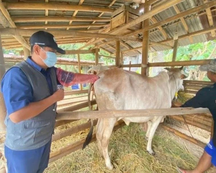 IMG 20250517 WA0008 Jelang Idul Adha, Dinkannak Banyumas Siagakan Tim Pemeriksa Kesehatan Hewan Kurban