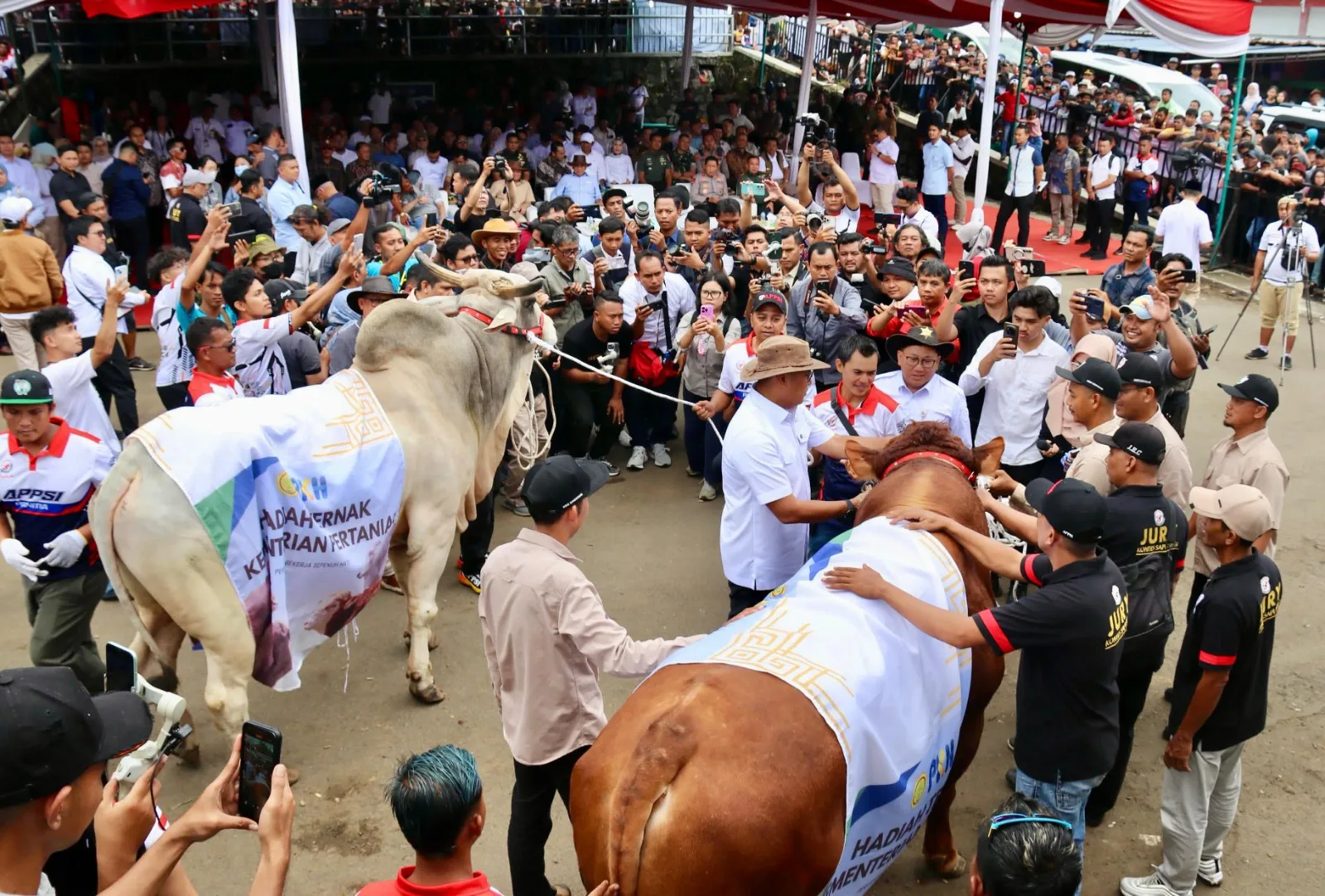IMG 20250518 WA0006 Ada Kontes Sapi di Boyolali, Bukti Jateng Lumbung Ternak