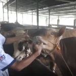 IMG 20250521 WA0007 Jelang Idul Adha, Segini Harga Sapi di Banjarnegara