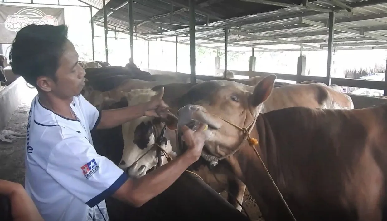 IMG 20250521 WA0007 Jelang Idul Adha, Segini Harga Sapi di Banjarnegara