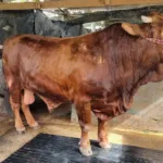 IMG 20250523 WA0013 Sapi Jumbo Pilihan Presiden Prabowo untuk Cilacap, Beratnya Setara Mobil Avanza