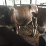 IMG 20250526 WA0008 Jelang Idul Adha, Permintaan Sapi Meningkat, Kambing Justri Menurun