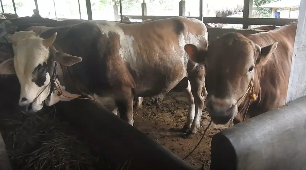 IMG 20250526 WA0008 Jelang Idul Adha, Permintaan Sapi Meningkat, Kambing Justri Menurun