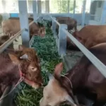 IMG 20250530 WA0009 Pastikan Kesehatan Hewan Kurban, Dinas Pertanian Lakukan Penyisiran