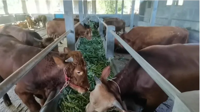 IMG 20250530 WA0009 Pastikan Kesehatan Hewan Kurban, Dinas Pertanian Lakukan Penyisiran