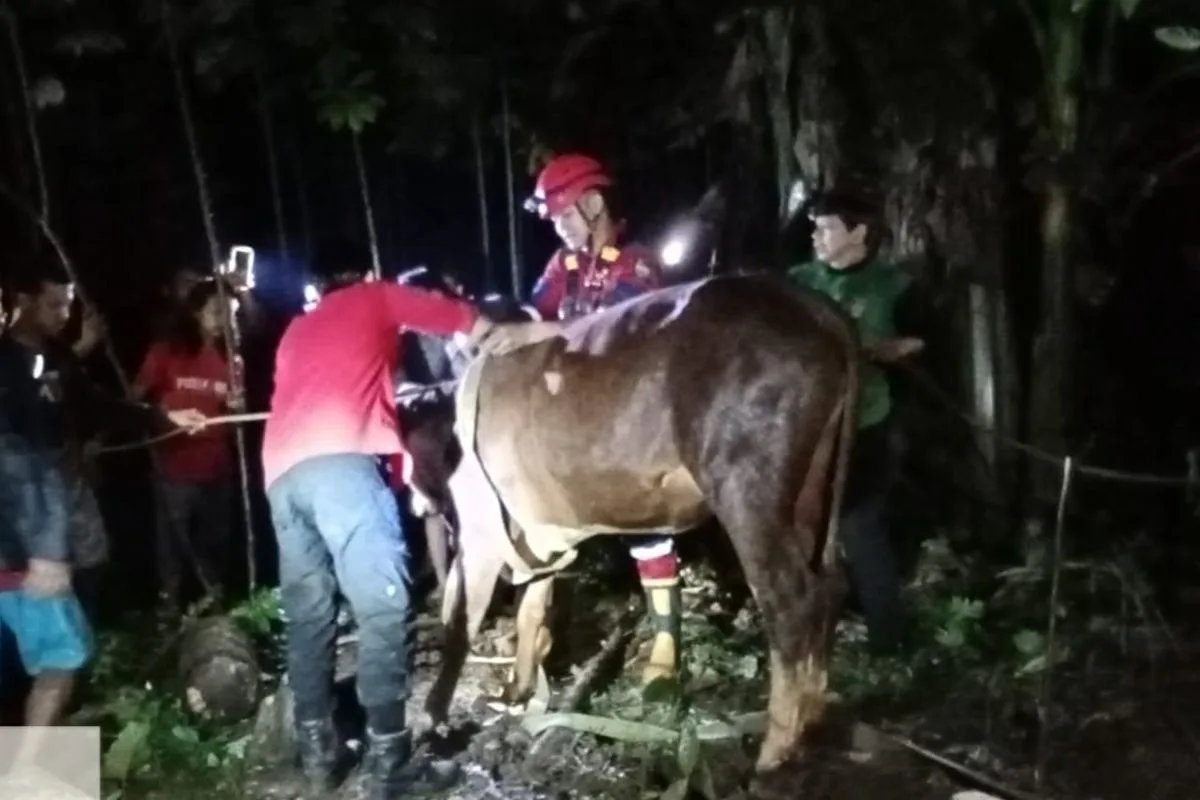 IMG 20250531 WA0000 Dramatis! Sapi 300 Kg Terperosok ke Sumur 12 Meter di Banyumas, Evakuasi Hingga Malam Hari