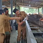 IMG 20250604 WA0004 Jelang Iduladha, Sapi Laris Manis di Cilacap! Distan Turun Tangan Pastikan Semua Hewan Kurban Sehat