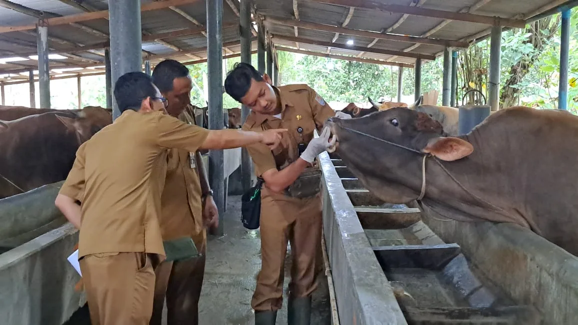 IMG 20250604 WA0004 Jelang Iduladha, Sapi Laris Manis di Cilacap! Distan Turun Tangan Pastikan Semua Hewan Kurban Sehat