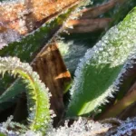 img 20250711 wa0006 Suhu Capai 0,1 Derajat Celsius, Dieng Kembali Membeku