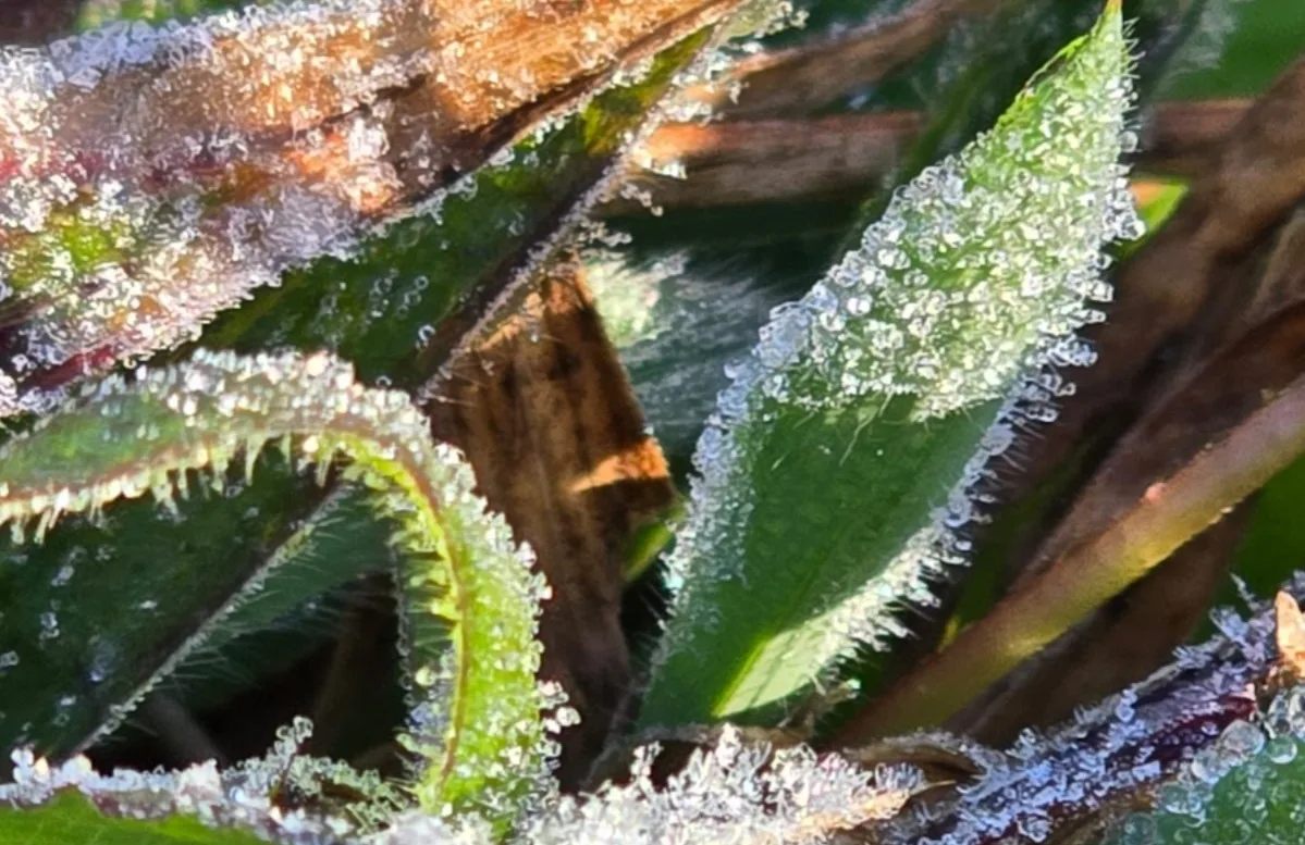 img 20250711 wa0006 Suhu Capai 0,1 Derajat Celsius, Dieng Kembali Membeku