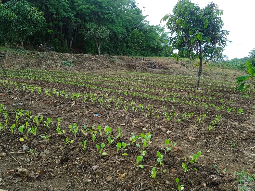 img 20250729 wa0000 Dukung Ketahanan Pangan, Lapas Karanganyar Tanam Ubi dan Sayuran di Lahan Produktif