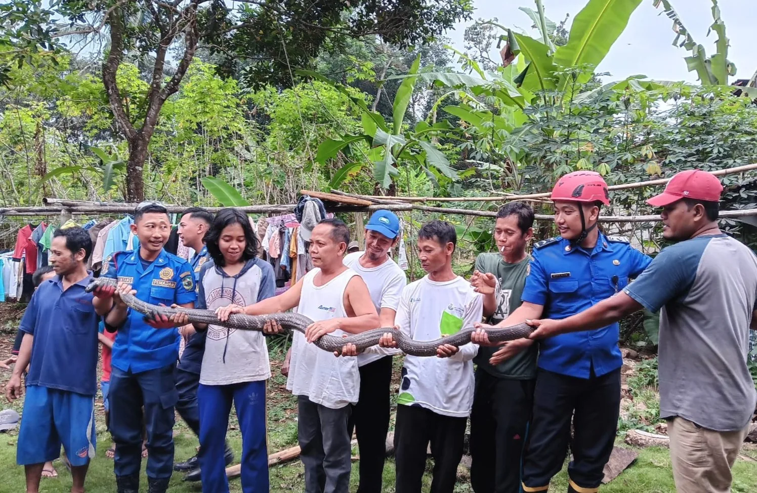 whatsapp image 2025 08 12 at 14.01.27 Kobra Sepanjang 3 Meter Hebohkan Warga, Damkar Turun Tangan