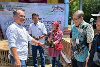 ayam2 Warga Kalijarak Dapat Bantuan Ayam Petelur dari Ketua DPRD Jateng