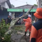 img 20251021 wa0012 Hujan dan Angin di Purbalingga Akibatkan Longsor dan Pohon Tumbang