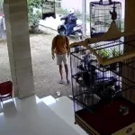 maling manuk Viral! Curi Burung, Aksi Dua Bocah Ini Terekam CCTV