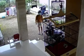 maling manuk Viral! Curi Burung, Aksi Dua Bocah Ini Terekam CCTV