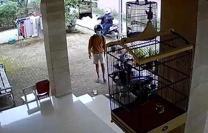 maling manuk Viral! Curi Burung, Aksi Dua Bocah Ini Terekam CCTV