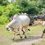 sapi po2 Kontes Sapi PO di Puring Kebumen, Para Pemenang Memiliki Berat 900-an Kg
