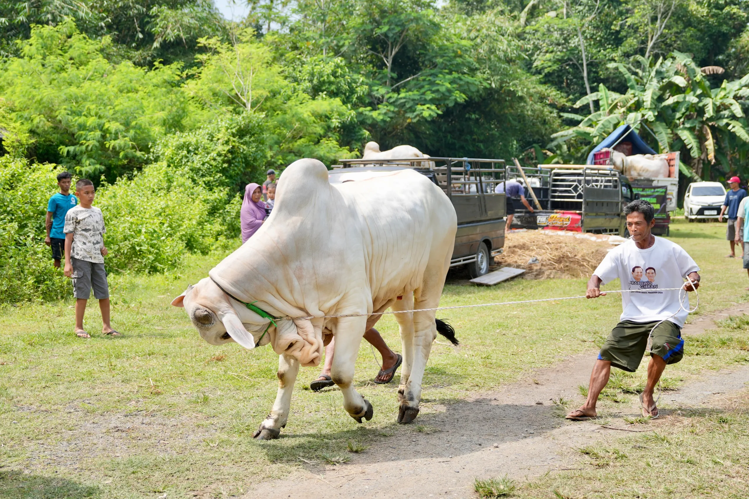 sapi po2 scaled Kontes Sapi PO di Puring Kebumen, Para Pemenang Memiliki Berat 900-an Kg