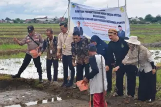 Benih Inpago Unsoed Protani