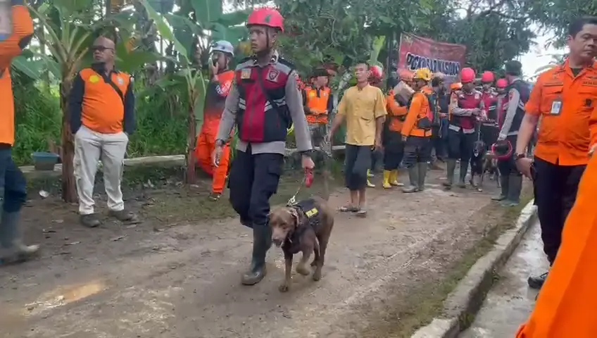 longsor 2 Hari ke-3! 9 Anjing Pelacak & 9 Alat Berat Dikerahkan Cari 20 Korban Longsor Majenang