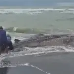 Paus Tutul Terdampar di Pantai Bunton