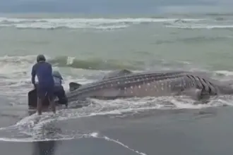 Paus Tutul Terdampar di Pantai Bunton