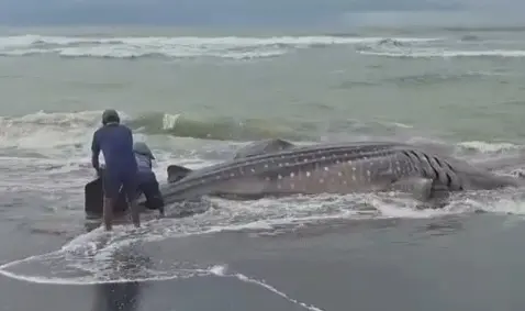Paus Tutul Terdampar di Pantai Bunton