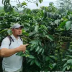 Profesi Petani Kopi Dilirik anak muda Purbalingga