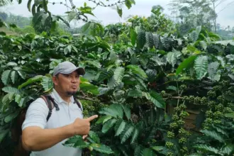 Profesi Petani Kopi Dilirik anak muda Purbalingga