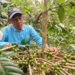 whatsapp image 2025 11 05 at 17.13.09 1 Kopi Arabika Dawuhan, Dari Konservasi Hingga Jadi Unggulan dan Sumber Cuan