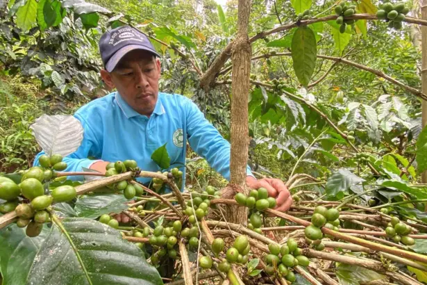 whatsapp image 2025 11 05 at 17.13.09 1 Kopi Arabika Dawuhan, Dari Konservasi Hingga Jadi Unggulan dan Sumber Cuan