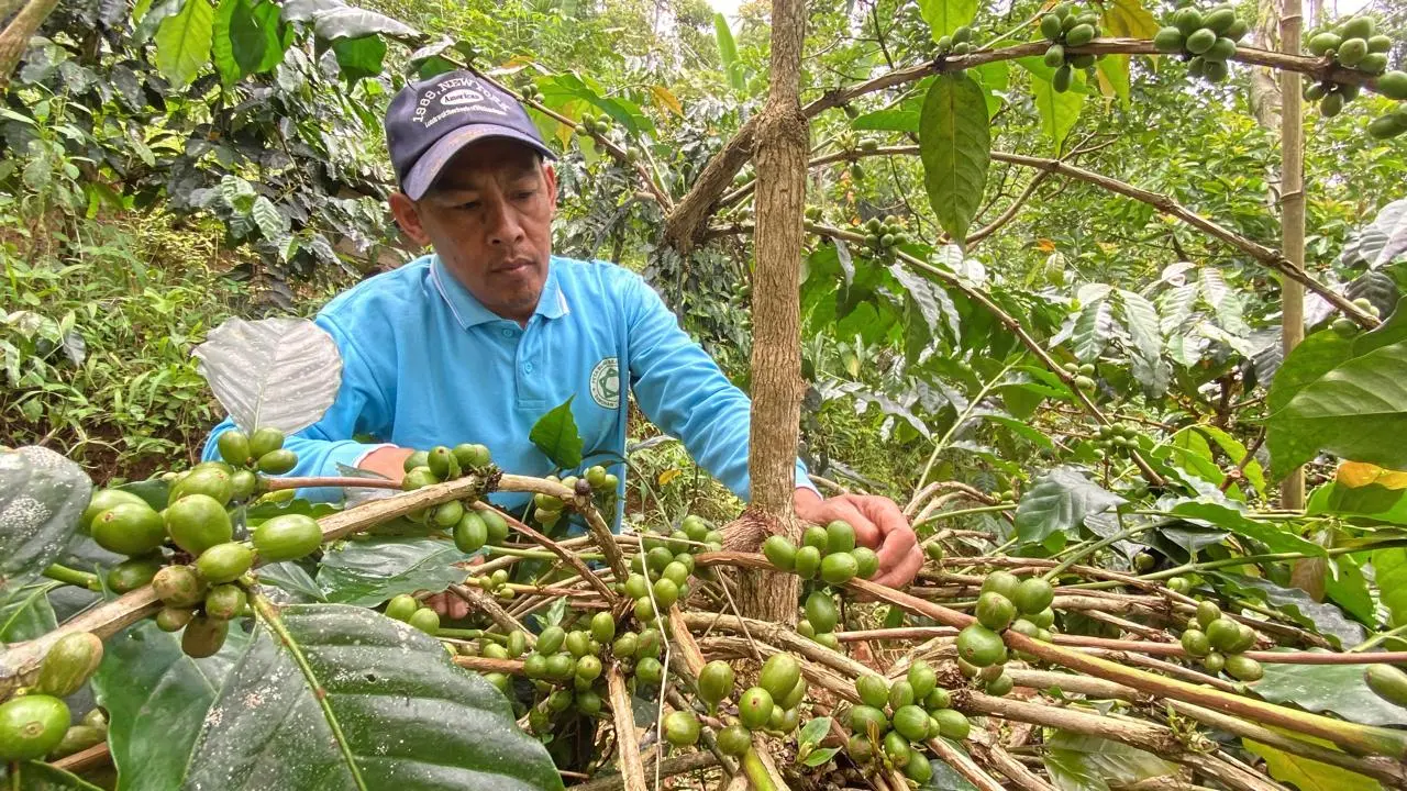 whatsapp image 2025 11 05 at 17.13.09 1 Kopi Arabika Dawuhan, Dari Konservasi Hingga Jadi Unggulan dan Sumber Cuan