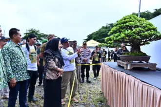 Pameran bonsai