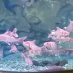 Aquarium kansae pancuran mas purbalingga