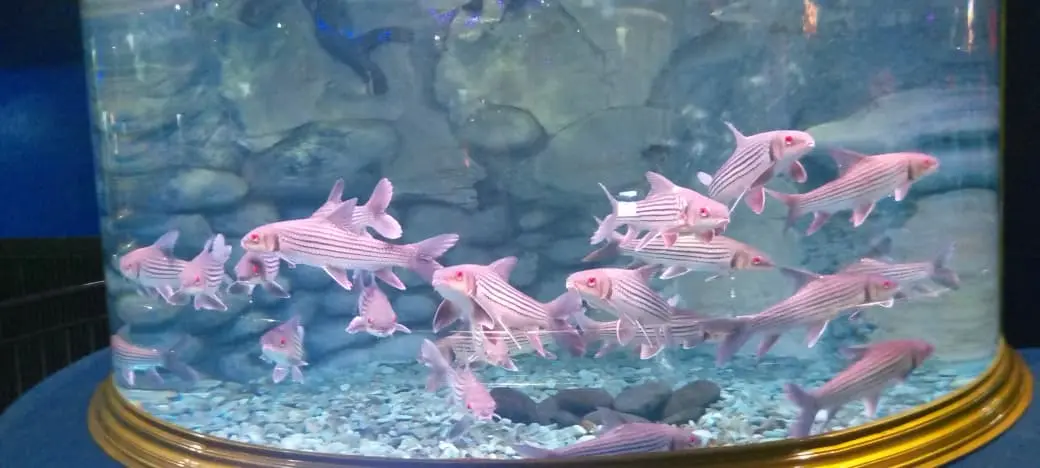 Aquarium kansae pancuran mas purbalingga