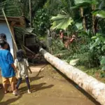 Pohon Kelapa Timpa Rumah Di Cilongok, 1 Orang Meninggal 