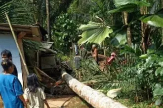 Pohon Kelapa Timpa Rumah Di Cilongok, 1 Orang Meninggal 