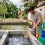 sukses budidaya lele