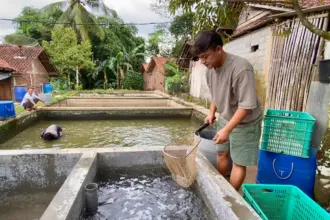 sukses budidaya lele