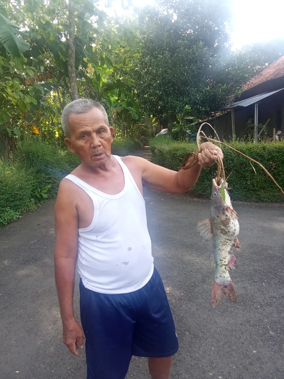 Ikan mabok