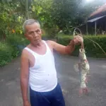Ikan mabok