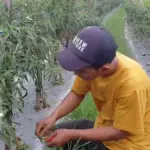 Nasib petani usai harga cabai anjlok