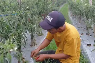 Nasib petani usai harga cabai anjlok