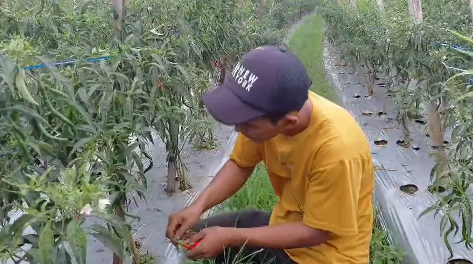 Nasib petani usai harga cabai anjlok