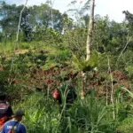 Sejumlah relawan melakukan pengecekan di lahan yang rusak akibat tanah gerak di Dusun Bandingan Kalibombong Banjarnegara, Jumat (2/1/2026). (Foto: Heri C)