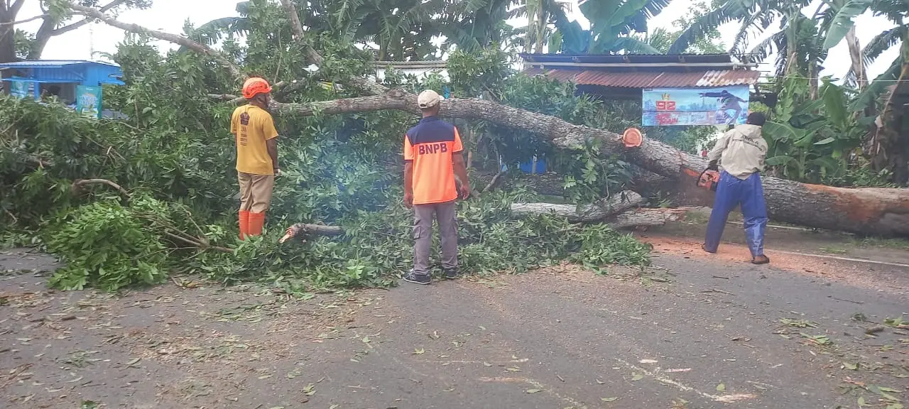 Petugas saat evakuasi pohon tumbang di Cilacap usai diterjang hujan dan angin kencang. (BPBD Cilacap).