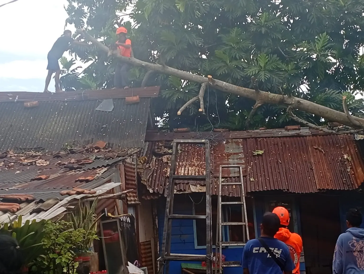 Petugas saat evakuasi pohon tumbang menimpa rumah warga di Cilacap. (BPBD Cilacap).